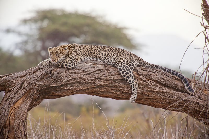 Safari Thrills