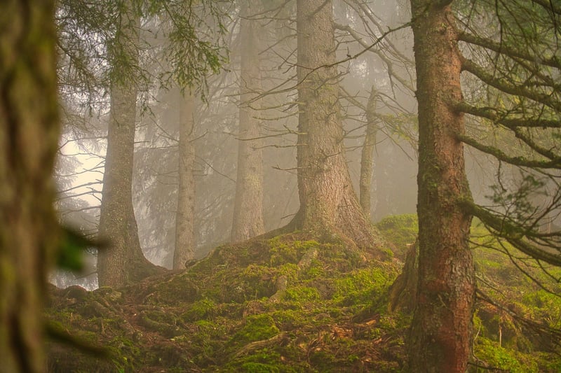 Forest Hideaway