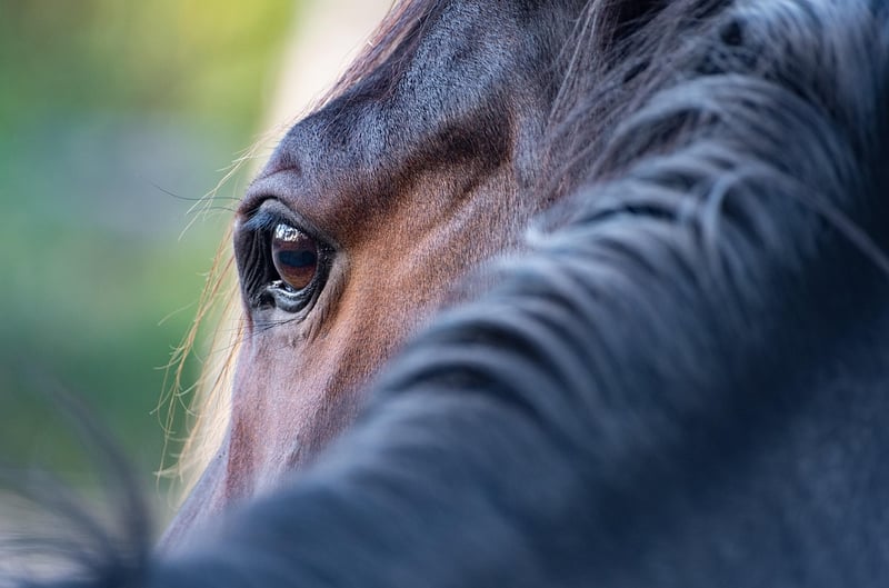 Horse on a farm