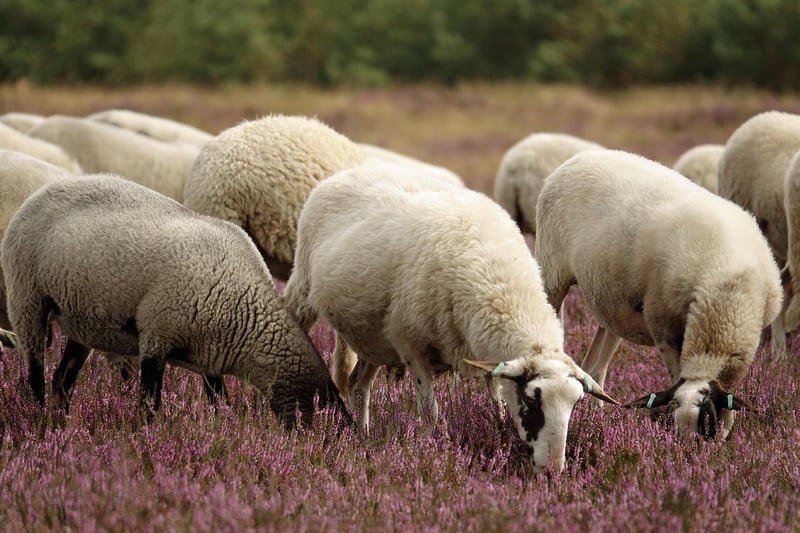 Sheep on a farm